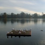Quelques mouettes à Hyde Park