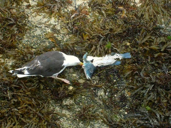 Mouette aux Glénan
