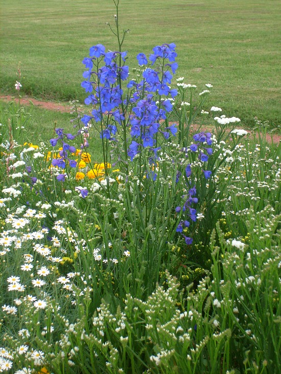 Fleurs