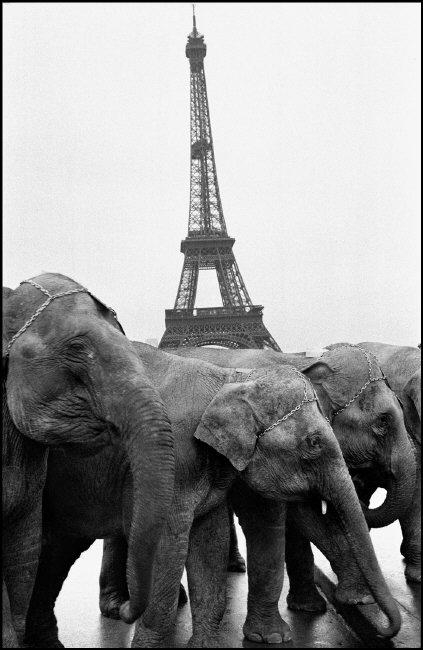 Elephants