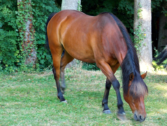 A la campagne