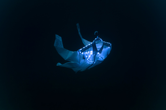 BIOLUMINESCENCE