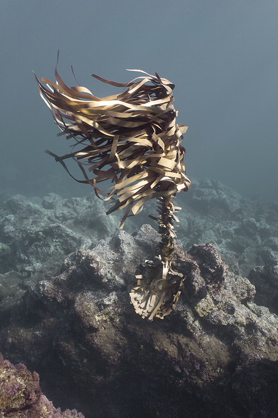 POSIDONIA