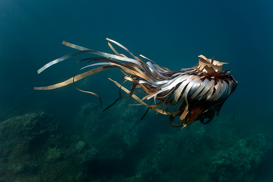 POSIDONIA