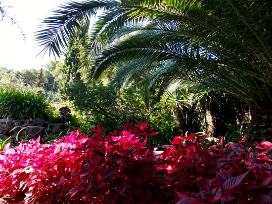 Jardin botanique de Marimurtra