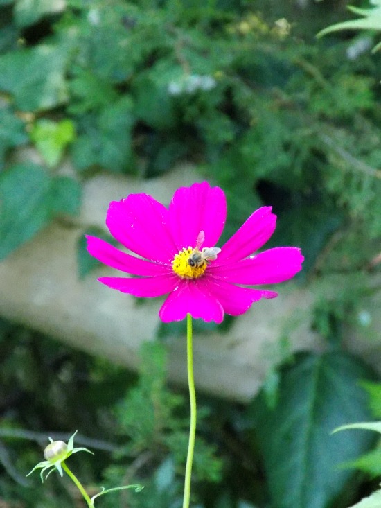 jardin botanique Marimurtra
