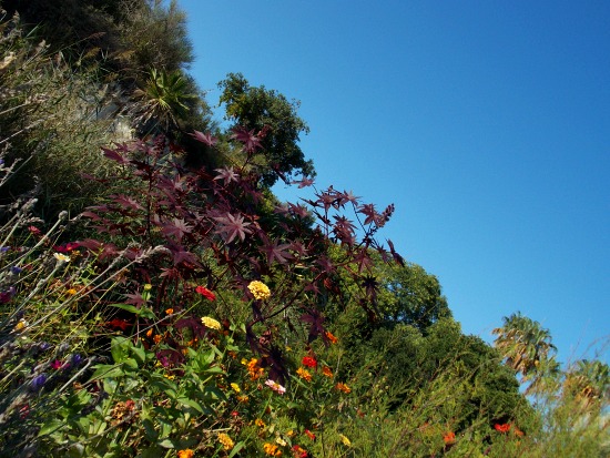 Jardin botanique Marimurtra