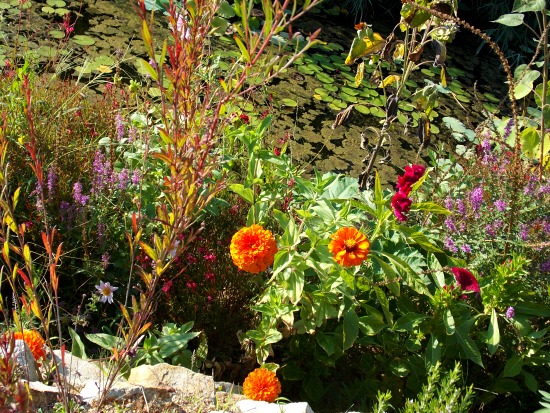 Jardin botanique Marimurtra
