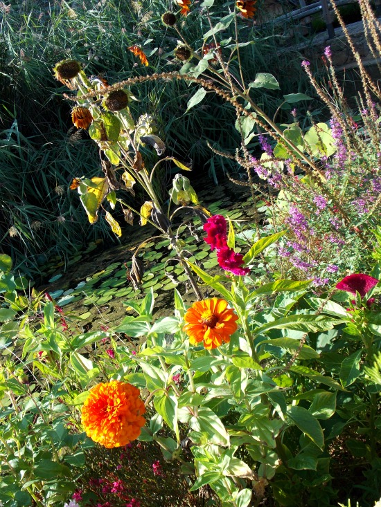 Jardin botanique Marimurtra