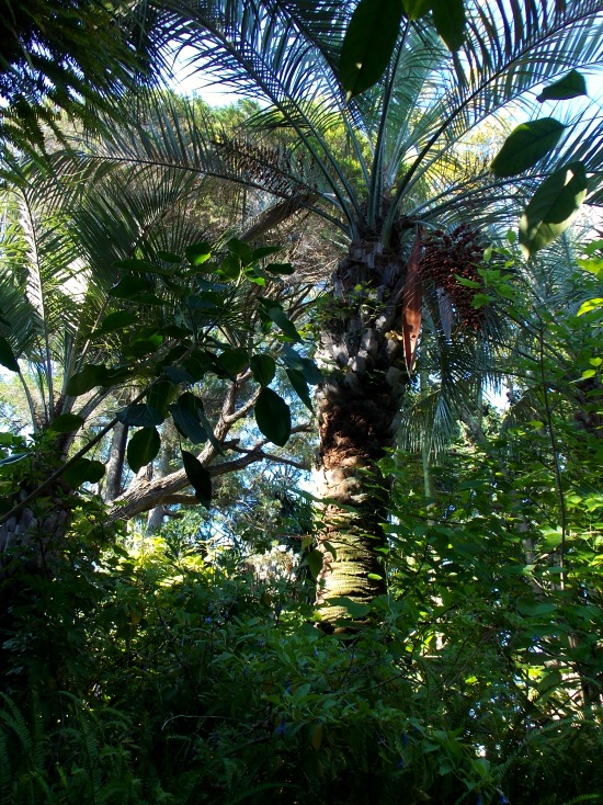 Jardin botanique Marimurtra