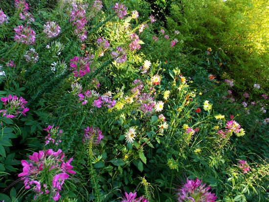 Jardin botanique de Marimurtra