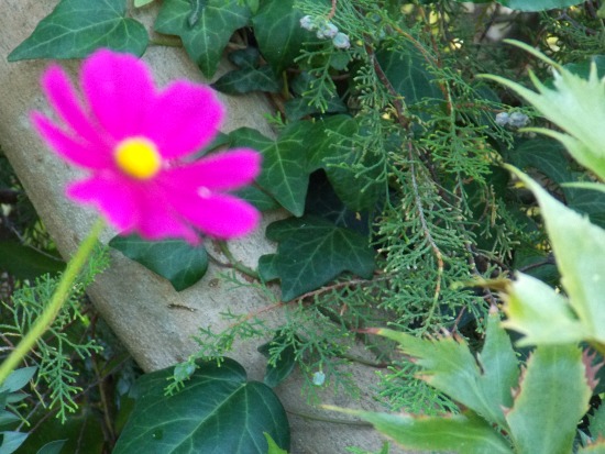 jardin botanique Marimurtra